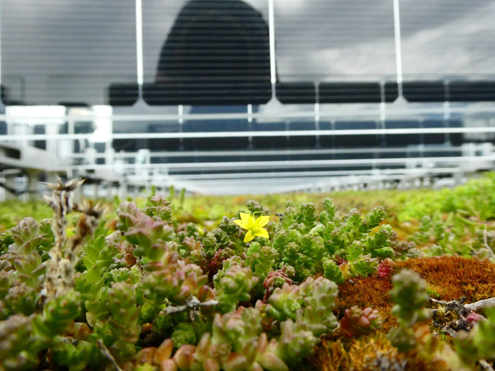 Close-up of sedum vegetation growing beneath vertical solar panels